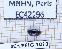  ( - BC-LPRIG-1053)  @11 [ ] CC-By (2025) Rodolphe Rougerie MNHN