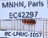  ( - BC-LPRIG-1057)  @11 [ ] CC-By (2025) Rodolphe Rougerie MNHN