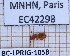  ( - BC-LPRIG-1058)  @11 [ ] CC-By (2025) Rodolphe Rougerie MNHN