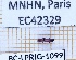  ( - BC-LPRIG-1099)  @11 [ ] CC-By (2025) Rodolphe Rougerie MNHN