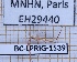  ( - BC-LPRIG-1539)  @11 [ ] CC-By (2025) Rodolphe Rougerie MNHN