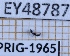  ( - BC-LPRIG-1965)  @11 [ ] CC-By (2025) Rodolphe Rougerie MNHN