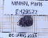  ( - BC-LPRIG-2223)  @11 [ ] CC-By (2025) Rodolphe Rougerie MNHN