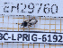  ( - BC-LPRIG-6192)  @11 [ ] CC-By (2025) Rodolphe Rougerie MNHN