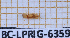  ( - BC-LPRIG-6359)  @11 [ ] CC-By (2025) Rodolphe Rougerie MNHN