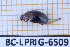  ( - BC-LPRIG-6509)  @11 [ ] CC-By (2025) Rodolphe Rougerie MNHN
