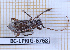  (Hypomia - BC-LPRIG-6768)  @11 [ ] CC-By (2025) Rodolphe Rougerie MNHN