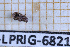  ( - BC-LPRIG-6821)  @11 [ ] CC-By (2025) Rodolphe Rougerie MNHN