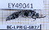  ( - BC-LPRIG-6827)  @11 [ ] CC-By (2025) Rodolphe Rougerie MNHN