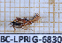  ( - BC-LPRIG-6830)  @11 [ ] CC-By (2025) Rodolphe Rougerie MNHN