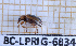  ( - BC-LPRIG-6834)  @11 [ ] CC-By (2025) Rodolphe Rougerie MNHN