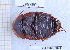  ( - BC-LPRIG-6841)  @11 [ ] CC-By (2025) Rodolphe Rougerie MNHN
