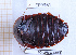  ( - BC-LPRIG-6842)  @11 [ ] CC-By (2025) Rodolphe Rougerie MNHN