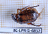  ( - BC-LPRIG-6852)  @11 [ ] CC-By (2025) Rodolphe Rougerie MNHN