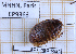  ( - BC-LPRIG-6954)  @11 [ ] CC-By (2025) Rodolphe Rougerie MNHN