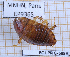  ( - BC-LPRIG-6959)  @11 [ ] CC-By (2025) Rodolphe Rougerie MNHN