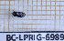  ( - BC-LPRIG-6989)  @11 [ ] CC-By (2025) Rodolphe Rougerie MNHN
