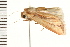 ( - 08BBLEP-01823)  @12 [ ] CreativeCommons - Attribution (2008) Unspecified Centre for Biodiversity Genomics
