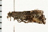  ( - 08BBLEP-01875)  @12 [ ] CreativeCommons - Attribution (2008) Unspecified Centre for Biodiversity Genomics