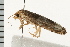  ( - 08BBLEP-01883)  @13 [ ] CreativeCommons - Attribution (2008) Unspecified Centre for Biodiversity Genomics