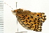  ( - 08BBLEP-01909)  @12 [ ] CreativeCommons - Attribution (2008) Unspecified Centre for Biodiversity Genomics