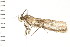  (Tlascala reductella PS - PPBP-0456)  @12 [ ] CreativeCommons - Attribution (2008) Unspecified Centre for Biodiversity Genomics