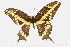  ( - PPBP-0482)  @13 [ ] CreativeCommons - Attribution (2008) Unspecified Centre for Biodiversity Genomics