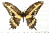  ( - PPBP-0815)  @14 [ ] CreativeCommons - Attribution (2008) Unspecified Centre for Biodiversity Genomics