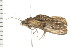  ( - PPBP-1062)  @12 [ ] CreativeCommons - Attribution (2008) Unspecified Centre for Biodiversity Genomics