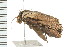  ( - PPBP-1230)  @12 [ ] CreativeCommons - Attribution (2008) Unspecified Centre for Biodiversity Genomics
