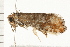  ( - PPBP-1253)  @12 [ ] CreativeCommons - Attribution (2008) Unspecified Centre for Biodiversity Genomics