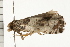  ( - PPBP-1265)  @12 [ ] CreativeCommons - Attribution (2008) Unspecified Centre for Biodiversity Genomics