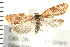  (Argyrotaenia pinatubana - PPBP-1531)  @14 [ ] CreativeCommons - Attribution (2008) Unspecified Centre for Biodiversity Genomics