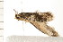  ( - PPBP-1882)  @13 [ ] CreativeCommons - Attribution (2008) Unspecified Centre for Biodiversity Genomics