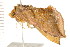  ( - PPBP-2033)  @13 [ ] CreativeCommons - Attribution (2008) Unspecified Centre for Biodiversity Genomics