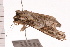  ( - PPBP-2305)  @12 [ ] CreativeCommons - Attribution (2008) Unspecified Centre for Biodiversity Genomics