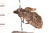  ( - PPBP-2409)  @12 [ ] CreativeCommons - Attribution (2008) Unspecified Centre for Biodiversity Genomics