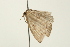  ( - 08BBLEP-00617)  @14 [ ] CreativeCommons - Attribution (2009) Unspecified Centre for Biodiversity Genomics