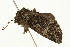  ( - 08BBLEP-00670)  @12 [ ] CreativeCommons - Attribution (2009) Unspecified Centre for Biodiversity Genomics