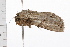  ( - 08BBLEP-00033)  @12 [ ] CreativeCommons - Attribution (2009) Unspecified Centre for Biodiversity Genomics