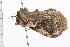  ( - 08BBLEP-00036)  @13 [ ] CreativeCommons - Attribution (2009) Unspecified Centre for Biodiversity Genomics