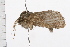  ( - 08BBLEP-00050)  @13 [ ] CreativeCommons - Attribution (2009) Unspecified Centre for Biodiversity Genomics