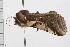  ( - 08BBLEP-00086)  @12 [ ] CreativeCommons - Attribution (2009) Unspecified Centre for Biodiversity Genomics