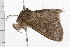  ( - 08BBLEP-00096)  @13 [ ] CreativeCommons - Attribution (2009) Unspecified Centre for Biodiversity Genomics