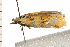  ( - 08BBLEP-04008)  @12 [ ] CreativeCommons - Attribution (2009) Unspecified Centre for Biodiversity Genomics