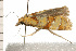  ( - 08BBLEP-04009)  @12 [ ] CreativeCommons - Attribution (2009) Unspecified Centre for Biodiversity Genomics