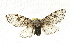  ( - 08BBLEP-00961)  @13 [ ] CreativeCommons - Attribution (2009) Unspecified Centre for Biodiversity Genomics