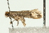  ( - 08BBLEP-05965)  @13 [ ] CreativeCommons - Attribution (2009) Unspecified Centre for Biodiversity Genomics