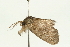  ( - 08BBLEP-00130)  @13 [ ] CreativeCommons - Attribution (2009) Unspecified Centre for Biodiversity Genomics