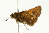  ( - 08BBLEP-00176)  @13 [ ] CreativeCommons - Attribution (2009) Unspecified Centre for Biodiversity Genomics